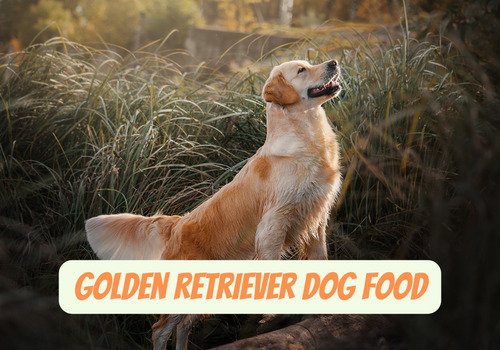 golden-retriever-dog-food