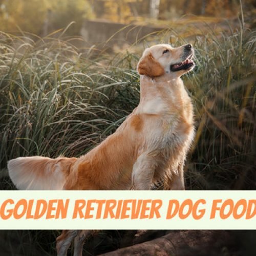 golden-retriever-dog-food